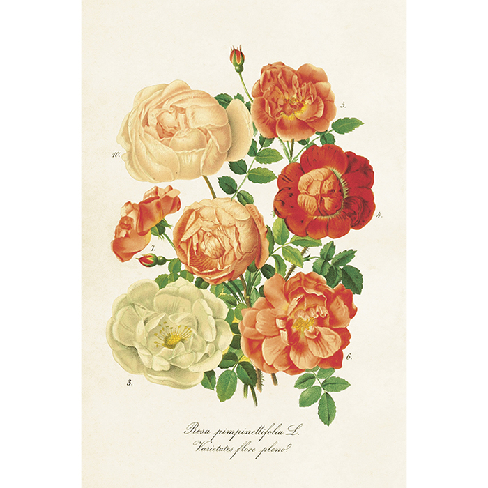 Vintage postikortti Ruusut oranssi